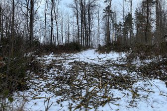 Beliebtes Spaziergebiet im Vogtland: Wie viele Bäume werden noch gefällt? - Baumfällungen am Vogelherd am Weg in Richtung Hartmannsgrün.