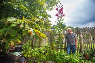Bemerkenswertes Wachstum in diesem Sommer: Drei Meter hohe Lilie blüht auf Auer Grundstück - Auf dem Grundstück von Klaus Hecker in Aue blüht eine drei Meter hohe Lilie.