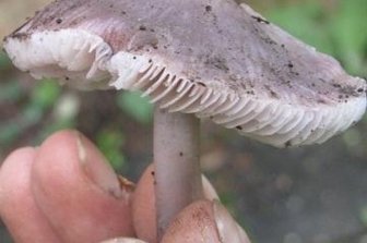 Berater bescheinigt mäßige Saison - Der giftige Rettichhelmling wird häufig mit dem essbaren Violetten Rötelritterling verwechselt.