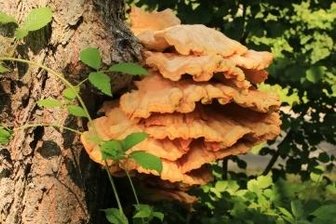 Berater im Vogtland besorgt: Giftpilz landet häufig im Korb - Bedingt essbar ist der Schwefelporling, der sich an Laubbäumen findet, die er zerstört. Für Sammler ist er aber seines Geschmacks wegen interessant. 