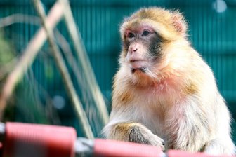 Berberaffen im Tierpark wohl behütet -