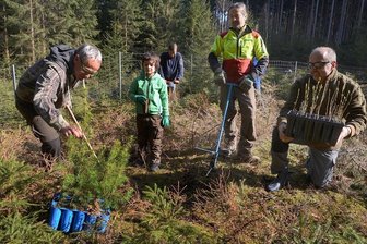 Bergahorn und Weißtanne sollen Lücken im Vogtlandwald füllen - Kirchenförster Volker Kreisig (links) zeigt Alfred und Alexander Leipold, wie die Baumsetzlinge gepflanzt werden. Jan Kapitän (rechts) bringt Bergahorn als Nachschub für die Pflanzaktion im Pfarrwald Bergen. Bereits gepflanzt sind Douglasien (vorn).