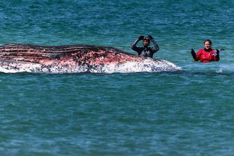 Bergung gescheitert: Toter Buckelwal bleibt vorerst liegen - Der Buckelwal vor der dänischen Insel Anholt soll auf das Festland gezogen werden - aber erst nach Pfingsten. (Archivbild)