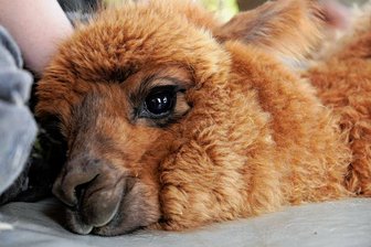 Bergwiese am Fichtelberg: Nächste Aufregung kündigt sich an - "Schau einem Alpaka nie zu tief in die Augen, Du wirst Dich verlieben!" Das schreiben die Oberwiesenthaler Züchter auf ihrer Homepage der Traumweide. Recht haben sie.
