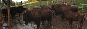 Bisongehege im Rehbachtal