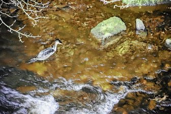 Bernsbacher Feuerwehr fischt verletzten Kormoran aus Schwarzwasser - Der offenbar verletzte Kormoran im Schwarzwasser. 
