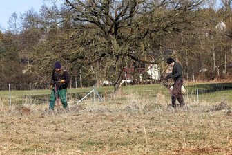 Bernsdorf/Hermsdorf: Der Mühlenwald bekommt Zuwachs - Im Auftrag der Stiftung „Wald für Sachsen“ sind in der vergangenen Woche im Bernsdorfer Ortsteil Hermsdorf Tausende Bäume gepflanzt worden.