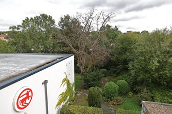 Berühmte Blutbuche im Meeraner Stadtzentrum nicht mehr zu retten - Blick von der Rettungstreppe hinter der Stadtbibliothek auf die Blutbuche im Wilhelm-Wunderlich-Garten. Der Rossmann-Neubau wurde im August 2016 eröffnet.