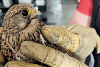 Besondere Tierrettung in Crossen: Feuerwehr befreit Wanderfalken aus Drachenschnur - Das ging noch mal gut: Munter und gesund durfte der gerettete Falke, ein Weibchen, wieder losfliegen.