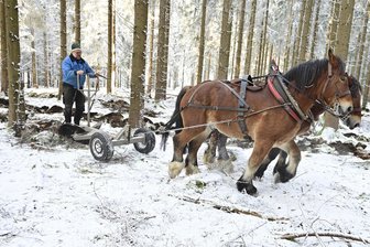 Besonderer PS-Einsatz im Vogtland-Wald: Hier werden Tannen gesät - Lukas Meinhold zieht mit Hannes und Ron die Furchen.