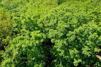 Bestattungswald Friedland: Reinsberg geht den ersten Schritt - In einem Wald bei Reinsberg, hier ein Beispielfoto aus der Vogelperspektive, soll ein Bestattungswald entstehen.
