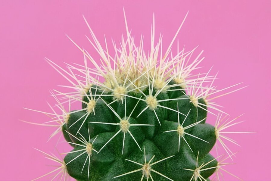 Bestechend - Ein kleiner grüner Kaktus. 