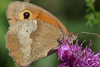 Besuch auf der Blühwiese - 