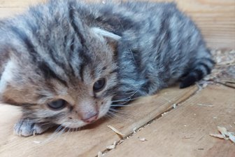 Besuch bei den jungen Wildkatzen im Wildgatter Oberrabenstein - 