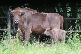 Besuch im Wildgatter in Chemnitz-Oberrabenstein: Wie geht es dem Wisent-Nachwuchs? - Eines der beiden Wisente, die im Sommer im Wildgatter Chemnitz zur Welt kamen, mit einem Elterntier.