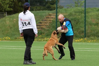 Besucher-Ansturm bei Hundesport-Landesmeisterschaft im Erzgebirge: „Besser geht es kaum“ - Die Landesmeisterschaft im Gebrauchthundesport hat am Wochenende in Johanngeorgenstadt stattgefunden. Das Bild zeigt Irina Rasenberger mit ihrem belgischen Schäferhund Annely vom Schloss Wolfenstein.