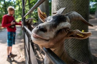Besucher dürfen wieder in den Geithainer Tierpark - Die Thüringer Waldziegen können von Besuchern wieder genauso betrachtet werden wie unter anderem Lamas, Ponys und Esel.