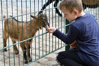 Besucheransturm im Naturpark Köbe dank flauschiger Attraktionen - Beim Ostergrillen im Naturpark Köbe in Penig war der sechsjährige Danny vom Ziegennachwuchs begeistert.