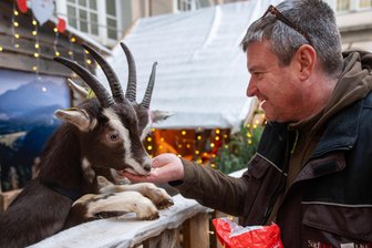 Betreiber redet Tacheles: Warum die Almhütte auf dem Plauener Weihnachtsmarkt am Montag geschlossen blieb - Eine Extraportion Haferflocken gibt es für die Ziegen Marianne und Helene.