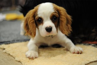 Bettler in Zwickau: Neue Mitleidsmasche mit kleinen Hunden? Tierschützer schlagen Alarm - Niedlich: Für kleine Tiere gibt man doch gerne etwas, oder? Tierschützer warnen, dass vor allem die Hunde unter der Masche leiden würden.