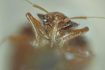 Bettwanzen im Urlaub: Vogtländer schalten Verbraucherzentrale ein - Bettwanzen haben einem Paar aus dem Vogtland den Urlaub verdorben.