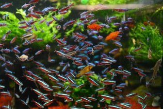 Beziehungsstreit endet mit dem Tod Dutzender Fische -