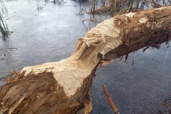 Biber breitet sich im Vogtland aus - Von Bibern angenagte Bäume stürzen nicht selten um.