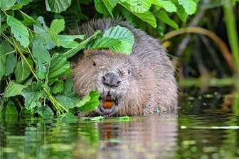Biber breitet sich zwischen Freiberg und Penig weiter aus - Die geschützten Biber schaffen es, auch dicke Bäume umzunagen. 
