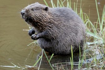 Biber fühlt sich in Mittelsachsen zu Hause - Der Elbebiber kann bis zu 30 Kilogramm schwer und bis zu 120 Zentimeter lang werden. Die Nagetiere sind Pflanzenfresser. Mit etwas Glück können Wanderfreunde auch an Gewässern im Landkreis Mittelsachsen einen Biber entdecken.