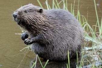 Biber kehrt an Dölitzschbach zurück - Der Elbebiber kann bis zu 30 Kilo schwer und bis 120 Zentimeter lang werden.