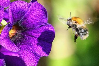 Bienenalarm im Auto: Wegen Insekt stößt VW-Fahrerin in Pausa gegen einen Skoda - Hummeln und Bienen gehören auf Blüten und nicht ins Auto.
