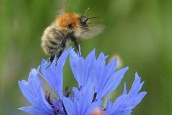 Bienenkrankheit im Raum Mittweida: Sperrbezirk aufgehoben -