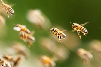 Bienenschwarm überfällt italienischen Strand - Bienenalarm an einem italienischen Strand. (Symbolbild)