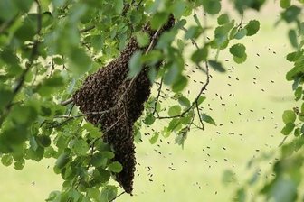 Bienenseuche: Amerikanische Faulbrut im Vogtland ausgebrochen - Die anzeigepflichtige Bienenseuche "Amerikanische Faulbrut" ist im Vogtlandkreis ausgebrochen. Die betroffenen Bienenstände (Symbolfoto) befinden sich in Oberhermsgrün und Oelsnitz.