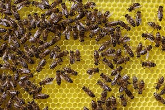 Bienenseuche ausgebrochen: Stadt Hof richtet Sperrbezirk ein - Bei einem Bienenvolk in der Stadt Hof ist eine Seuche ausgebrochen.