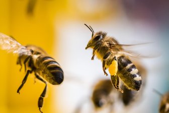 Bienenseuche breitet sich in Hof weiter aus - Die Seuche wurde jetzt bei einem weiteren Bienenvolk nachgewiesen.