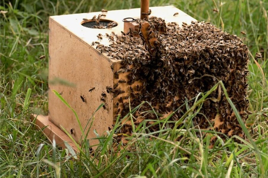 Bienenseuche hat sich im Vogtland weiter ausgebreitet - Nicht jedem Bienenvolk im Vogtland ging es 2021 so gut.