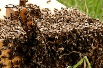 Bienenseuche hat sich im Vogtland weiter ausgebreitet - Nicht jedem Bienenvolk im Vogtland ging es 2021 so gut. 