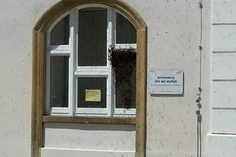 Bienenvolk fliegt auf Schneeberger Rathaus - Ein Bienenvolk ist auf das Schneeberger Rathaus abgeflogen.