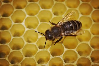 Bienenvolk gestohlen: Polizei im Vogtland fahndet nach dem Dieb - In Rodewisch wurde ein Bienenvolk gestohlen.