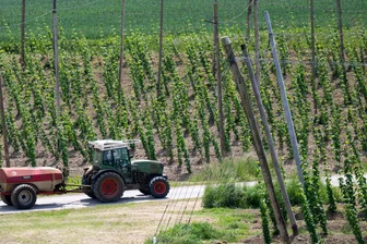 Bierkrise in den reichen Ländern setzt dem Hopfen zu - Ein bayerischer Hopfenpflanzer bei der Arbeit (Archiv)