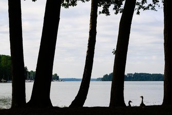 Bilder des Tages vom 01.06.2026 - Zwei Wildgänse stehen zwischen Bäumen am Ufer des Scharmützelsees.
