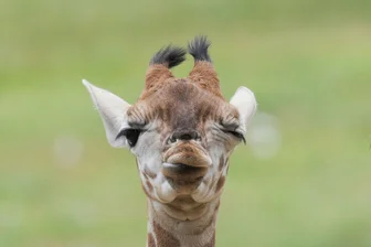 Bilder des Tages vom 05.06.2026 - Model Linus Weber wird Namenspate für Giraffenbaby