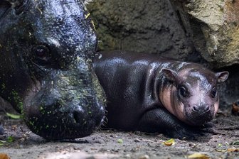 Bilder des Tages vom 10.06.2026 - Nachwuchs bei den Zwergflusspferden: Das Neugeborene namens Brötchen geht neben der Mutter Debbi bei einem ersten Ausflug im Zoologischen Garten.