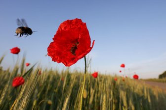 Bilder des Tages vom 31.05.2026 - Eine Hummel fliegt am Morgen an eine Mohnblüte in Riedlingen.