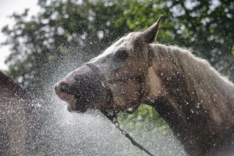Bilder des Tages vom 31.05.2026 - Die Stute Rosalie trinkt und erfrischt sich bei 27 Grad mit einem Wasserstrahl aus einem Gartenschlauch in Langenenslingen.