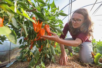 Bio-Boom in Sachsen: Bio-Landgarten Burgstädt zeigt, wie es geht - Yvonne Graunitz betreibt den Bio-Landgarten in Burgstädt. Im Gewächshaus erntet sie Oranos-Paprika, eine besonders süße Paprikasorte. Sie verzeichnet eine steigende Nachfrage.