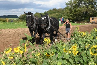 Biobauernhof Bohne: Ein Pionier des ökologischen Landbaus - Zum Hoffest auf dem Biohof Bohne konnten Besucher auch die Feldarbeit mit Pferden erleben.
