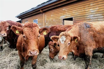 Biobetriebe im Vogtland am Limit: "Öko-Landbau ist derzeit nicht rentabel" - Im Biobetrieb stehen die Rinder auch im Winter auf einem mit Stroh eingestreuten Außenbereich. So mancher Bio-Landwirt im Vogtland hadert inzwischen mit den Regelungen.