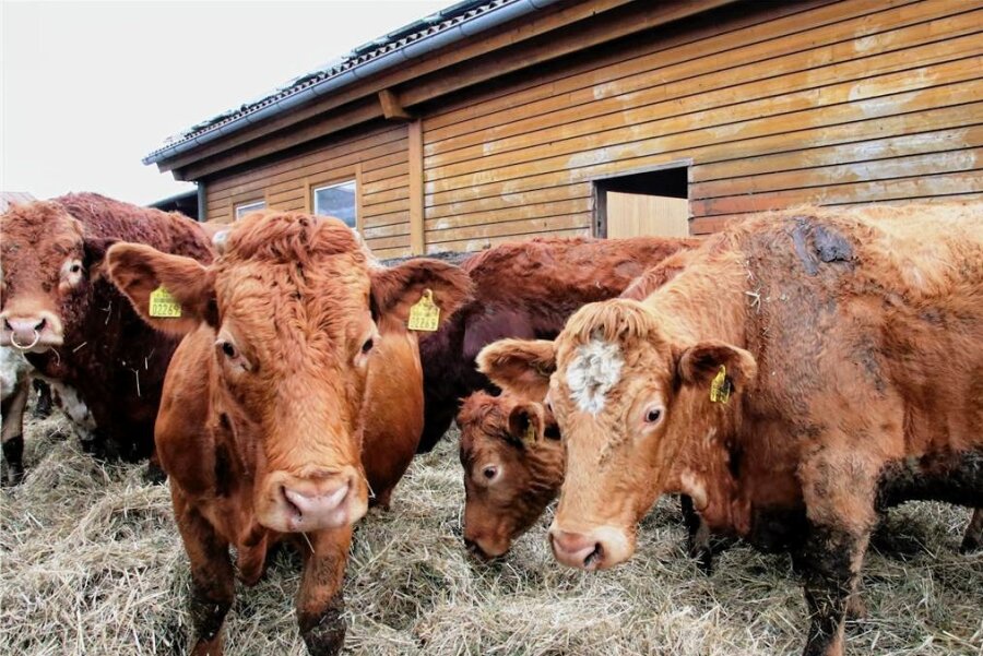 Biobetriebe im Vogtland am Limit: "Öko-Landbau ist derzeit nicht rentabel" - Im Biobetrieb stehen die Rinder auch im Winter auf einem mit Stroh eingestreuten Außenbereich. So mancher Bio-Landwirt im Vogtland hadert inzwischen mit den Regelungen. 